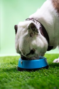 Bully rolls for dogs