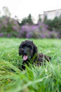 Toy poodles for Sale Near Me