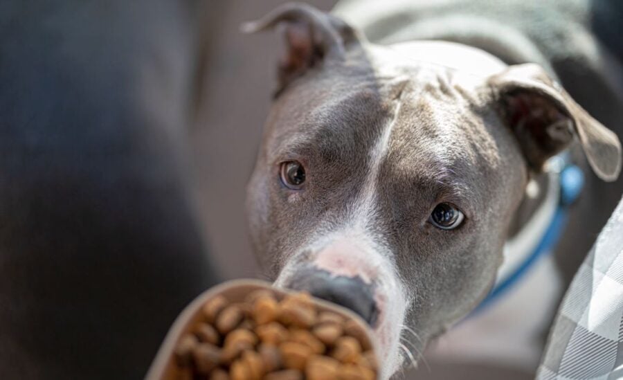 Healthy dog treats for pitbulls The Teacup Dogs