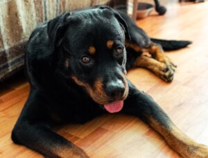 Do Rottweilers Bark a lot?
