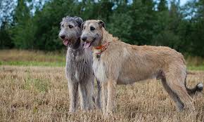 wolfhound german shepherd mix