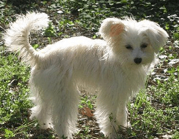 Chinese Crested Powder Puff Poodle Mix