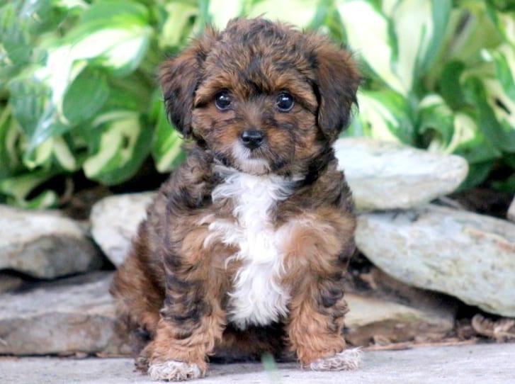 Poodle and Yorkie Mixed Puppies