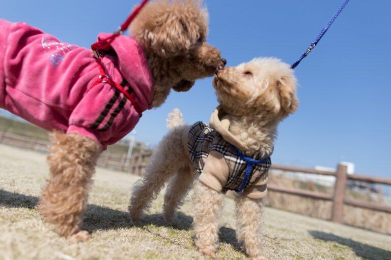 How big do toy poodles get? The Teacup Dogs