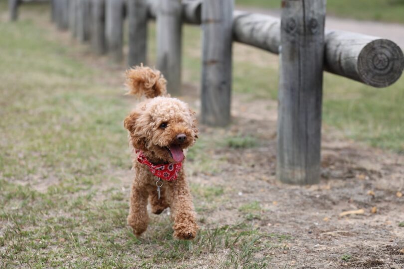 How big do toy poodles get? Let's see Toy poodle full grown