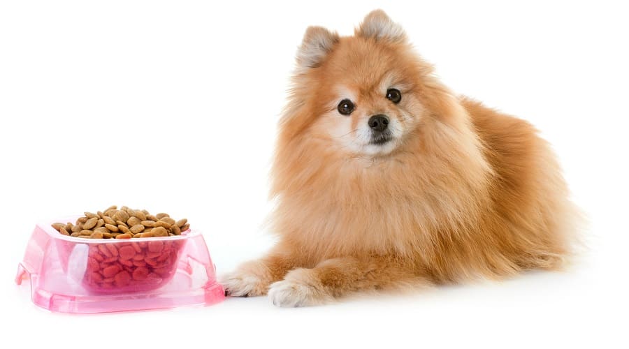 teacup pomeranian dog food