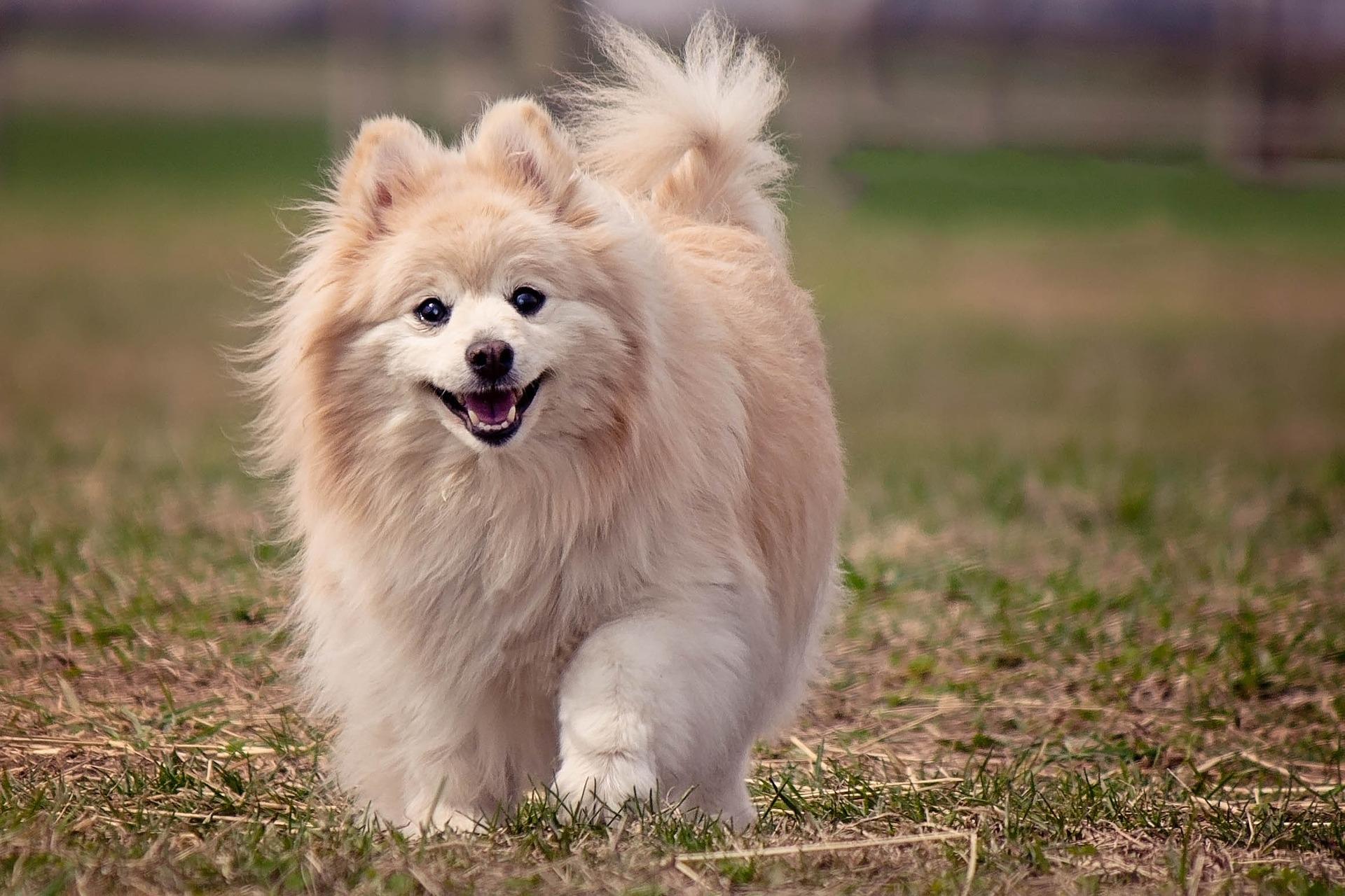 can you train a pomeranian not to bark