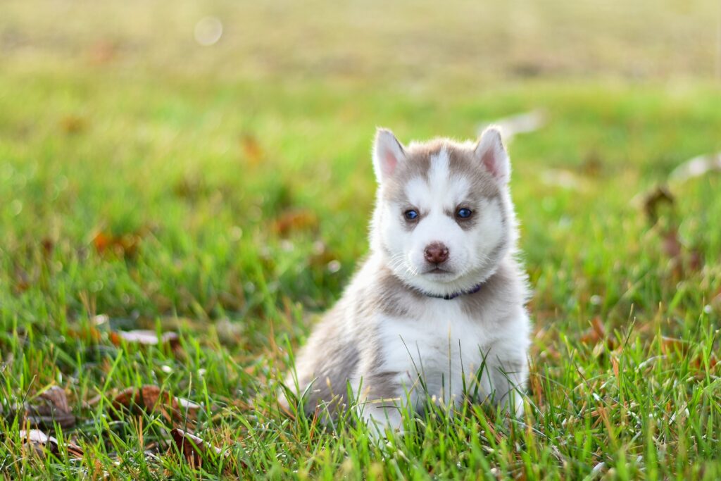 Mini Husky Pomeranian Full Grown || Origin - Temperament - Health Issues