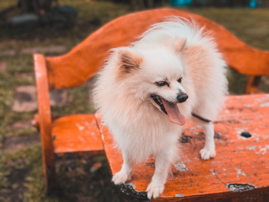 How Long Do Teacup Pomeranians Live Life Expentacy and