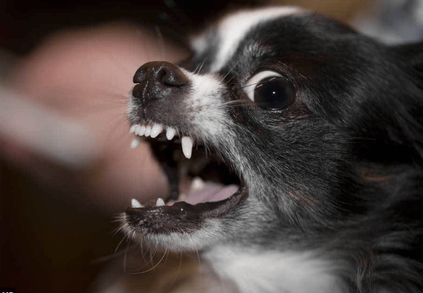 how to get chihuahua to stop barking at other dogs