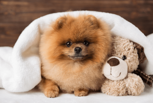 teacup pomeranian brown and white