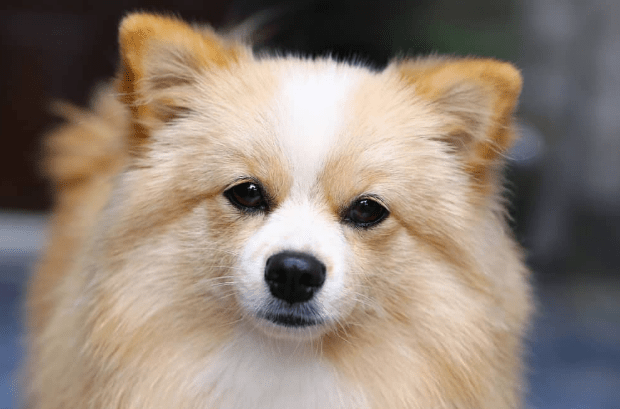 Pomeranian Chihuahua Mix Habits Temperament And Many More