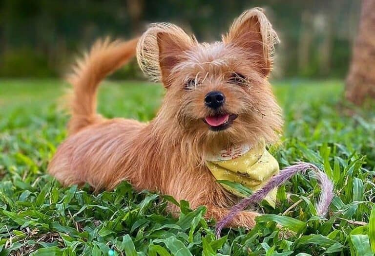 Teacup Yorkie and Pomeranian Mix How big will a Yorkie