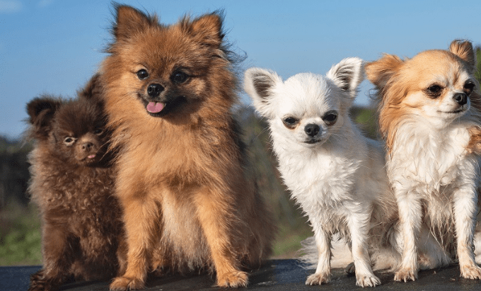 Pomeranian Mix with Chihuahua Puppies