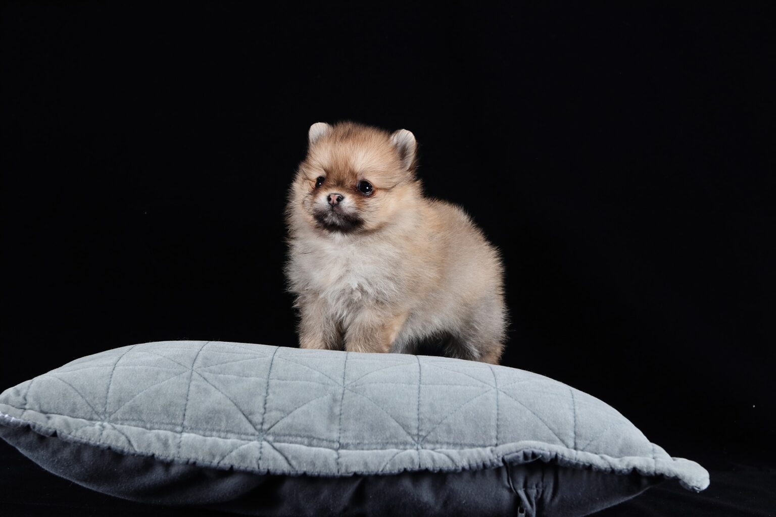 how big do teacup pomeranians get