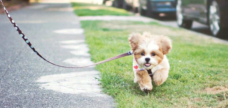 when can you take a puppy on a walk