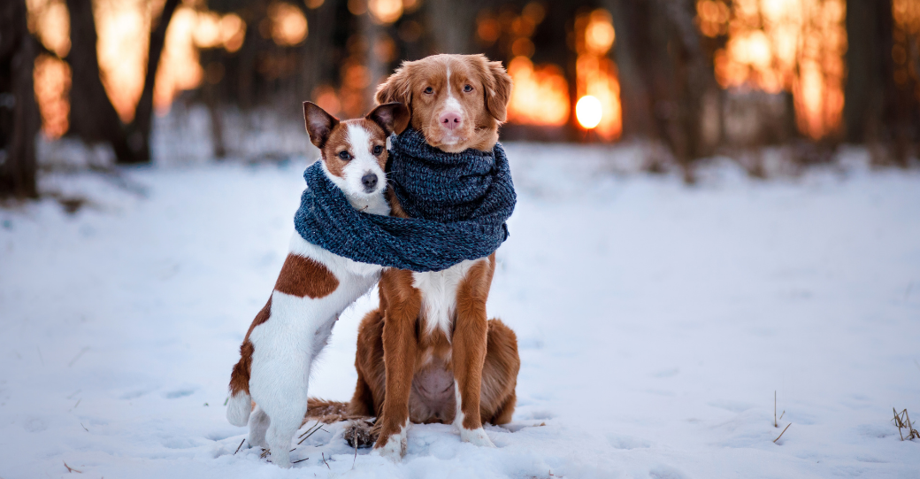 how-cold-is-too-cold-for-dogs-the-teacup-dogs