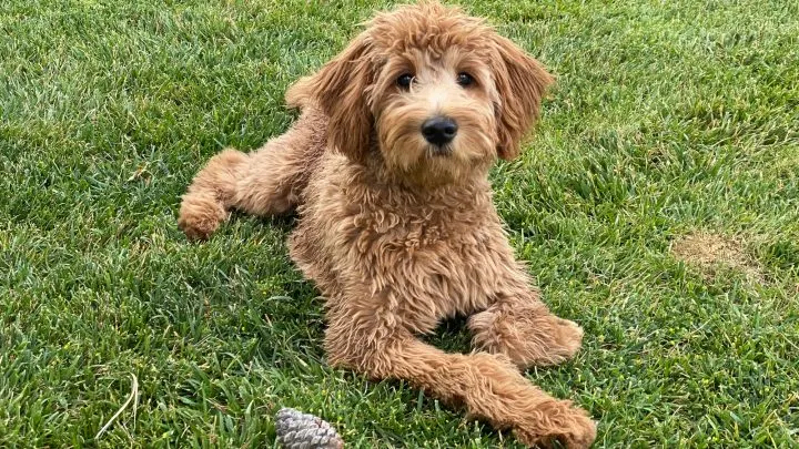 Standard poodle and golden retriever mix || Information