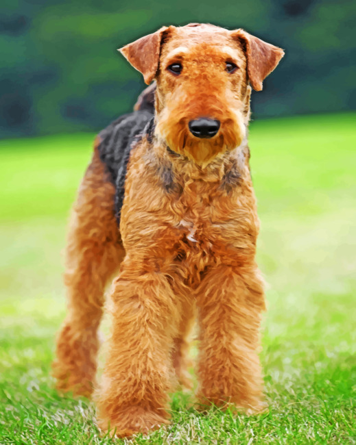 Airedale Terrier – The Teacup Dogs