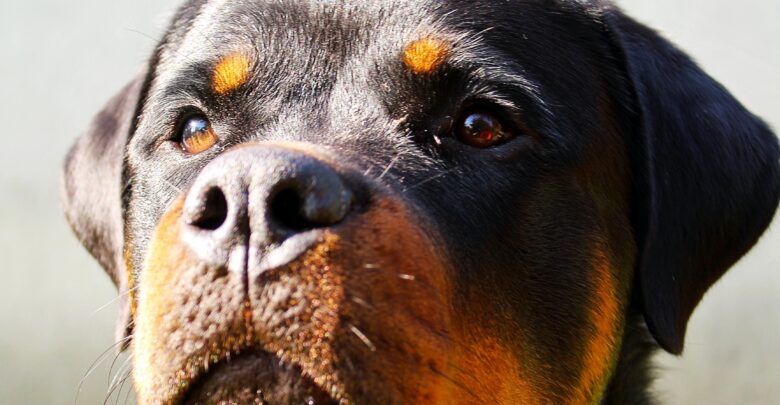 Do Rottweilers Bark a lot?